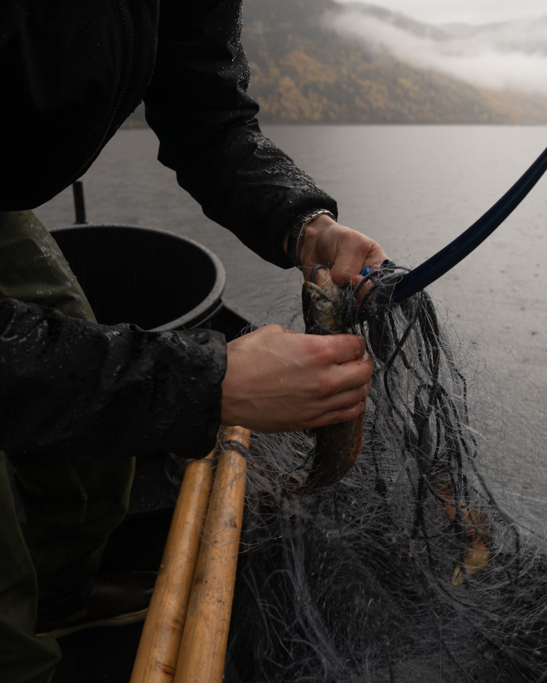 Hands pulling a fish from a wet net over the side of the boat